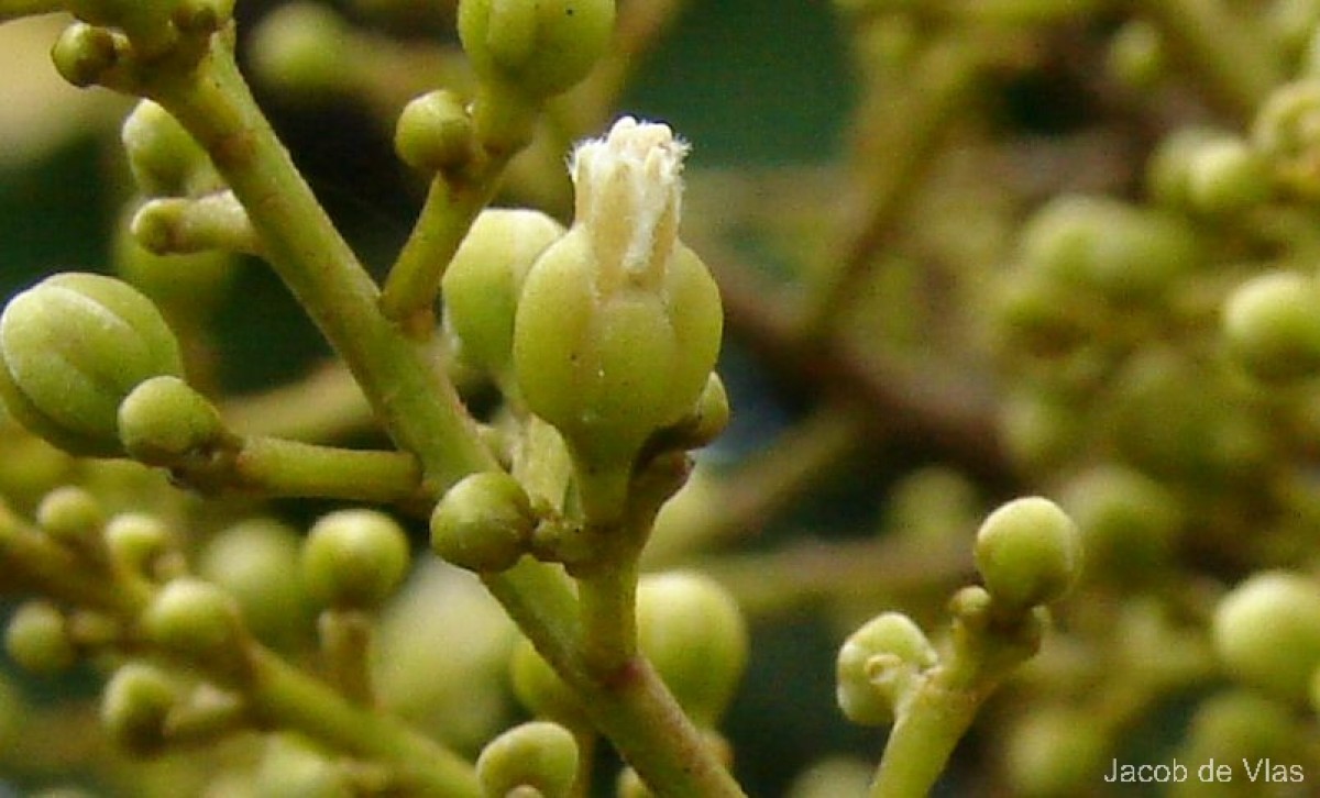 Sapindus emarginatus Vahl